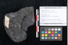 Foto (Objekt + Etikett) von Protocladus lingua Ettingshausen (NHMW-GEO-2024-0188-10276)